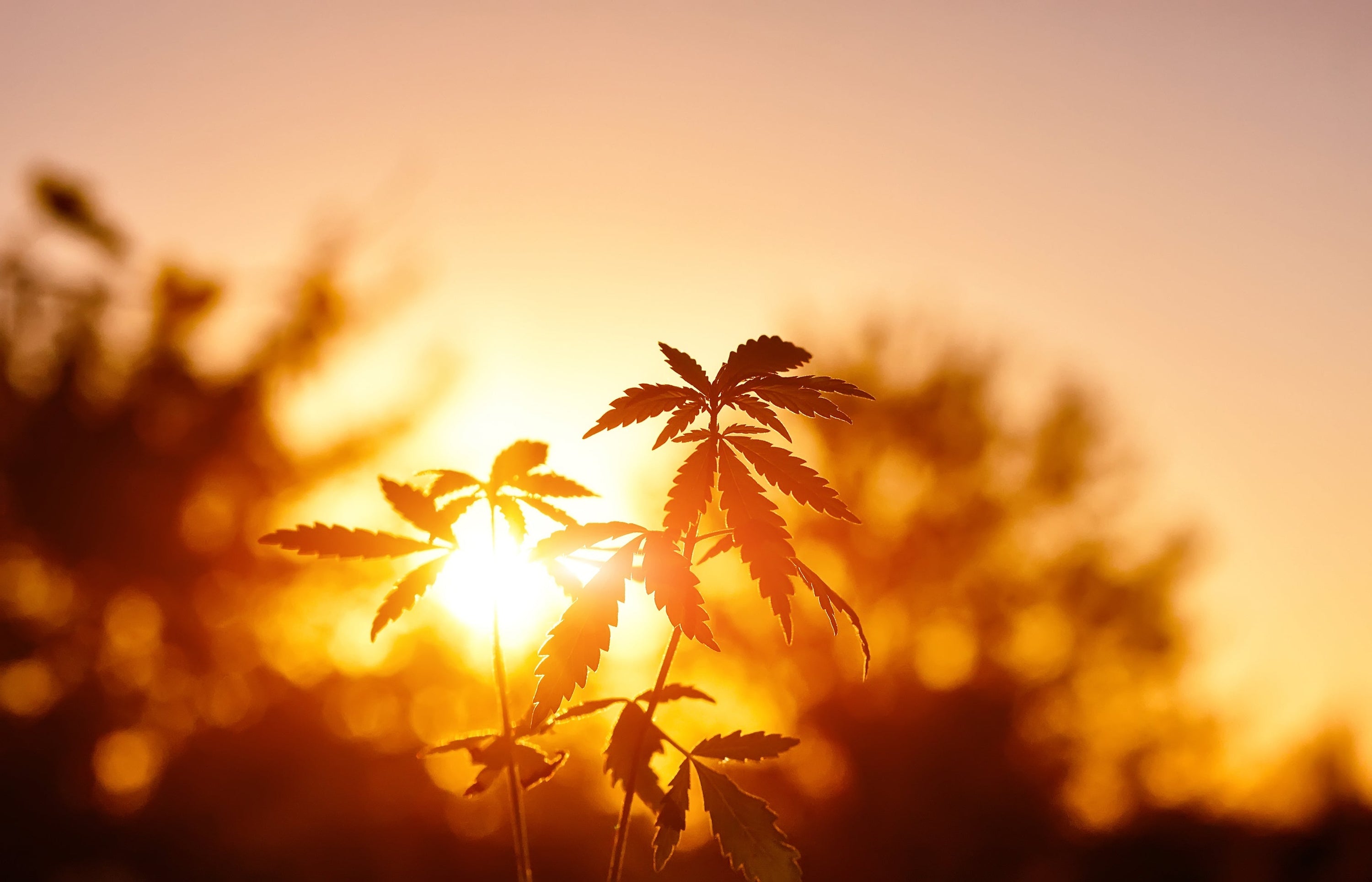 hemp plant in the sunset