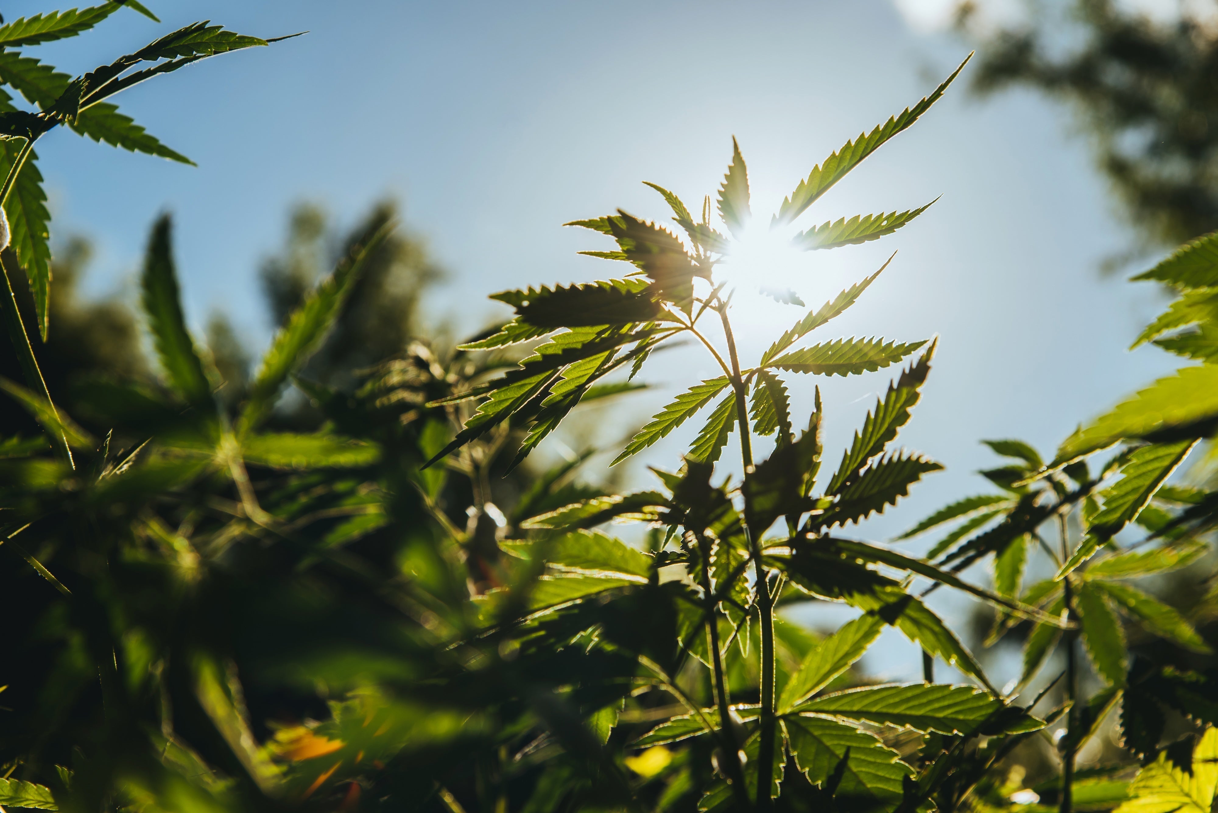 What is Cannabidiol? Exploring CBD’s Potential for Beauty, Balance, and ...